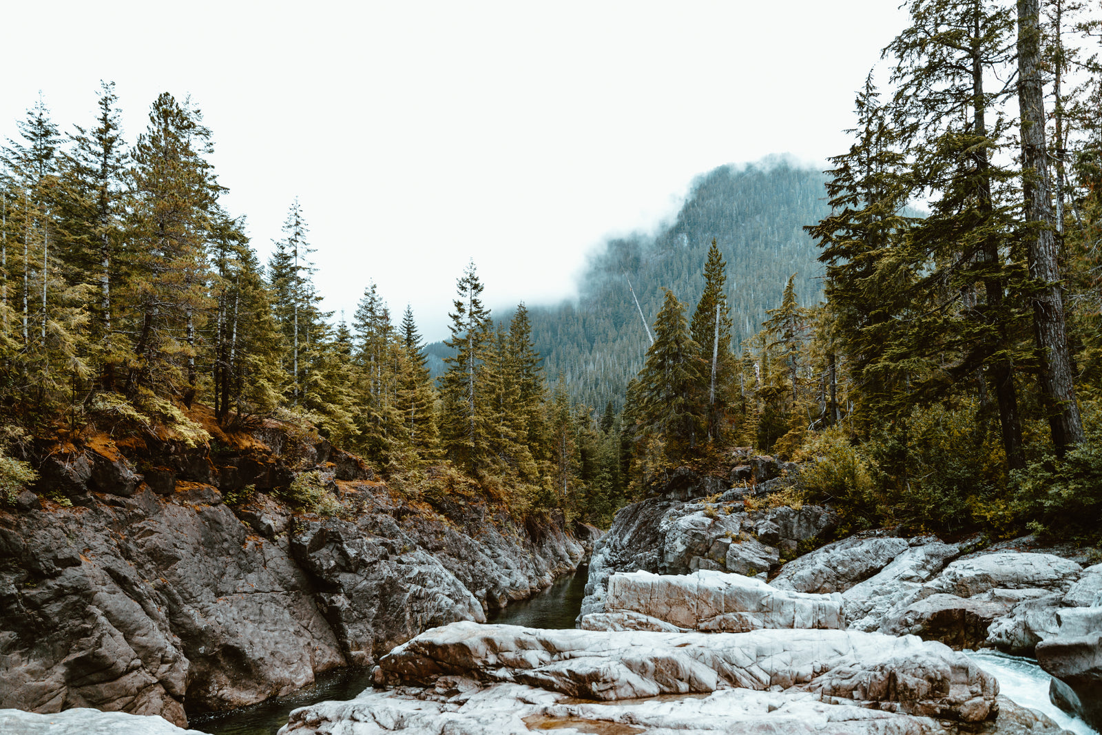 Sunlight streaming through a northern forest