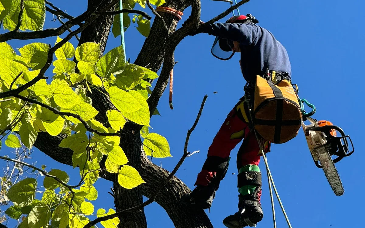 A Foundations climber roped into a tree, mid-cut